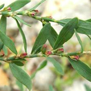 篇蓄-pc-herba polygoni avicularis-利水渗湿药-lss-109030